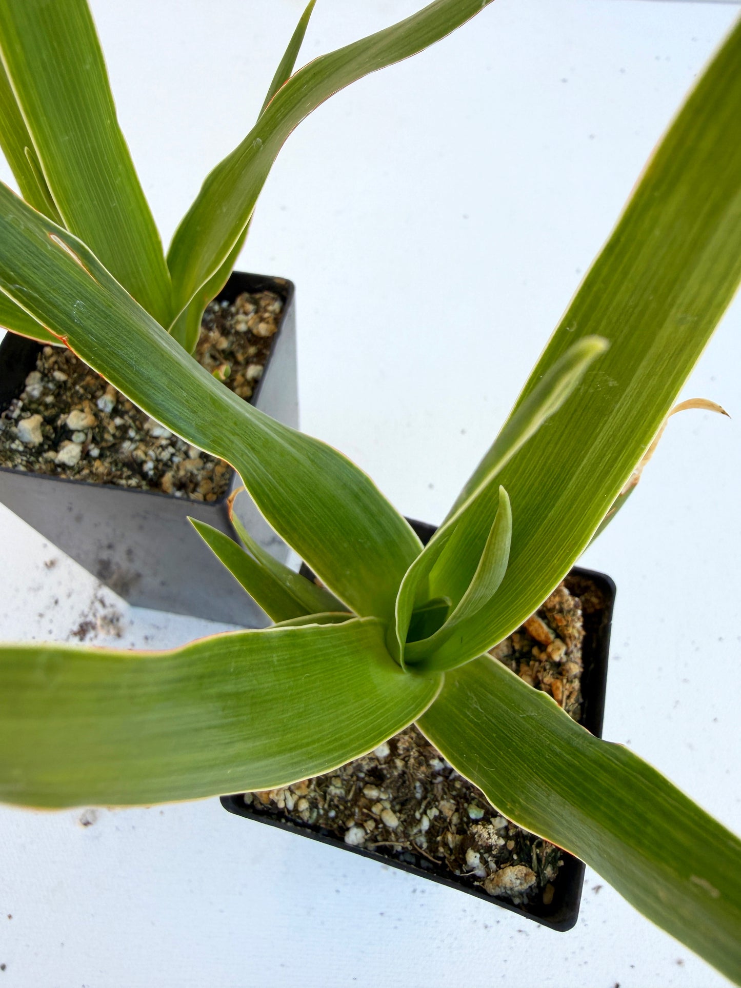 Dracaena draco (Dragon Tree) – Sculptural Canary Islands Tree – Grown in Elfin Forest, California