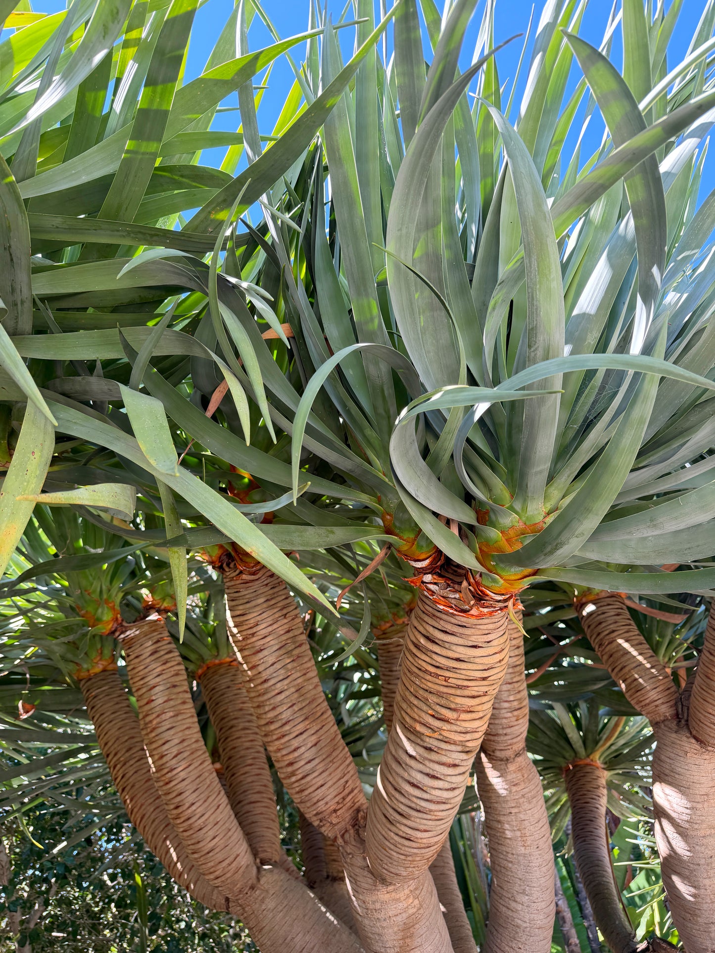 Dracaena draco (Dragon Tree) – Sculptural Canary Islands Tree – Grown in Elfin Forest, California