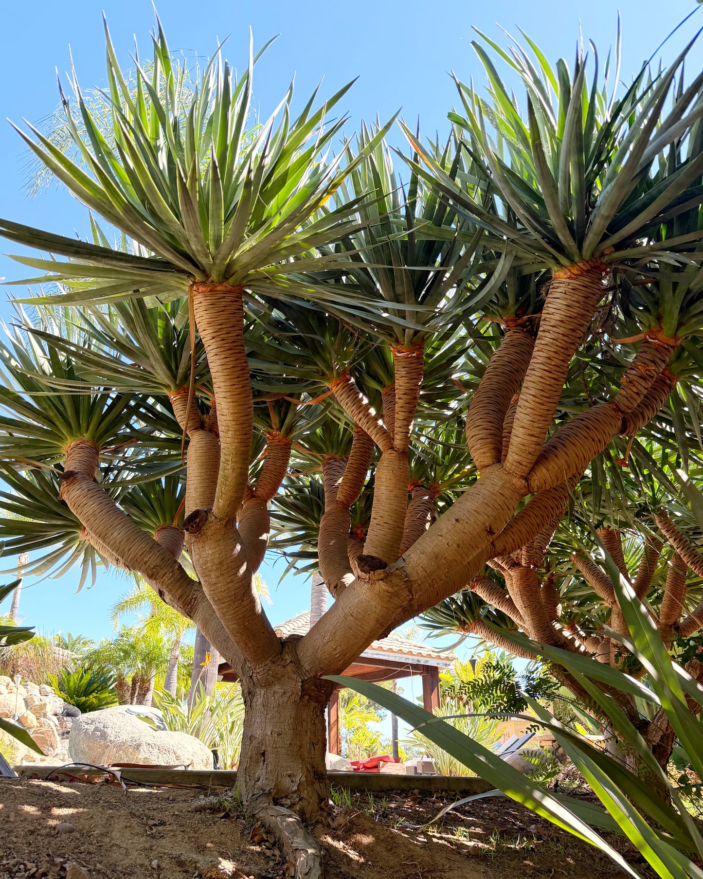 Dracaena draco (Dragon Tree) – Sculptural Canary Islands Tree – Grown in Elfin Forest, California