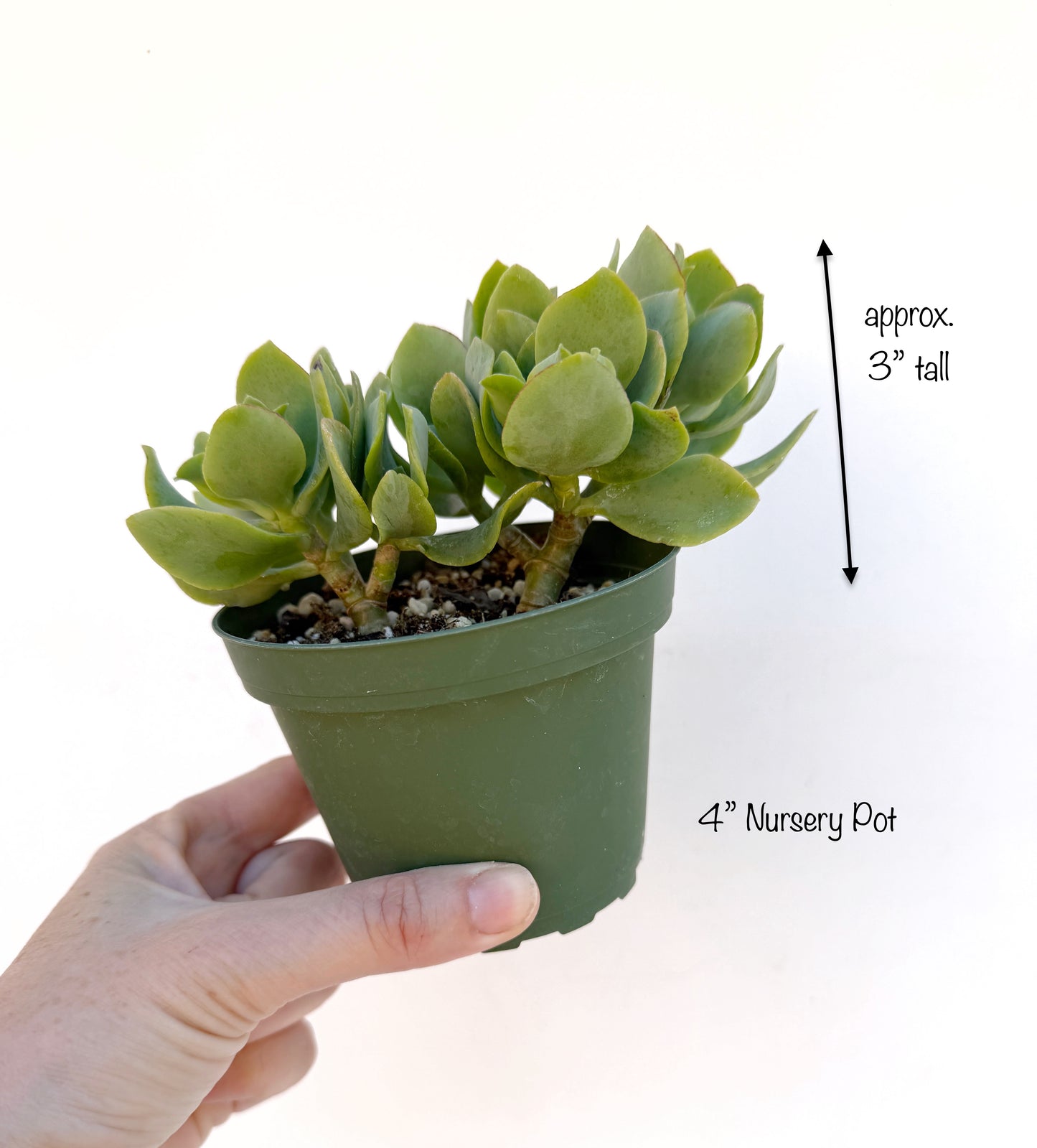 Crassula Blue Waves – Jade Succulent Variety – Grown in Elfin Forest, California