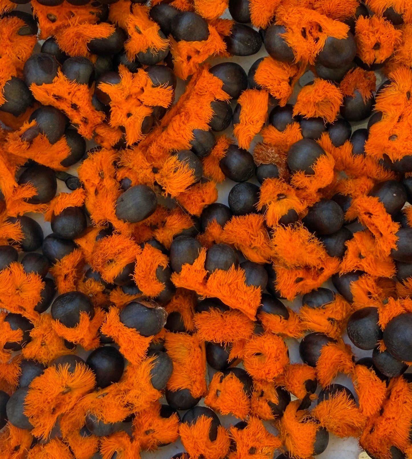 Strelitzia nicolai (Giant Bird of Paradise) - 1,000 Seeds - Wholesale Bulk - Grown in Elfin Forest, California