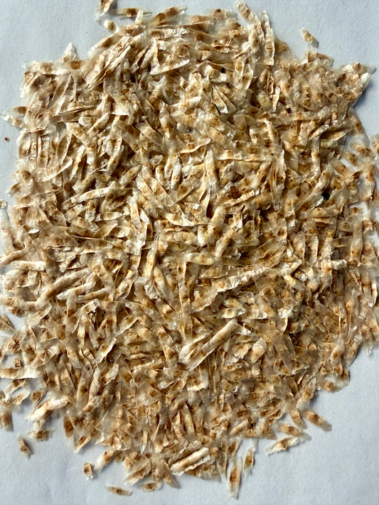 Radermachera sinica (China Doll Tree) - 1,000 Seeds - Wholesale Bulk - Grown in Elfin Forest, California