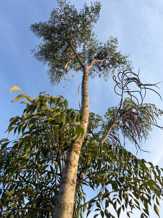 Radermachera sinica (China Doll Tree) - 1,000 Seeds - Wholesale Bulk - Grown in Elfin Forest, California