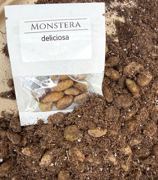 Monstera deliciosa (Medium) - 1,000 Seeds (Last Season Stock) - Wholesale Bulk
