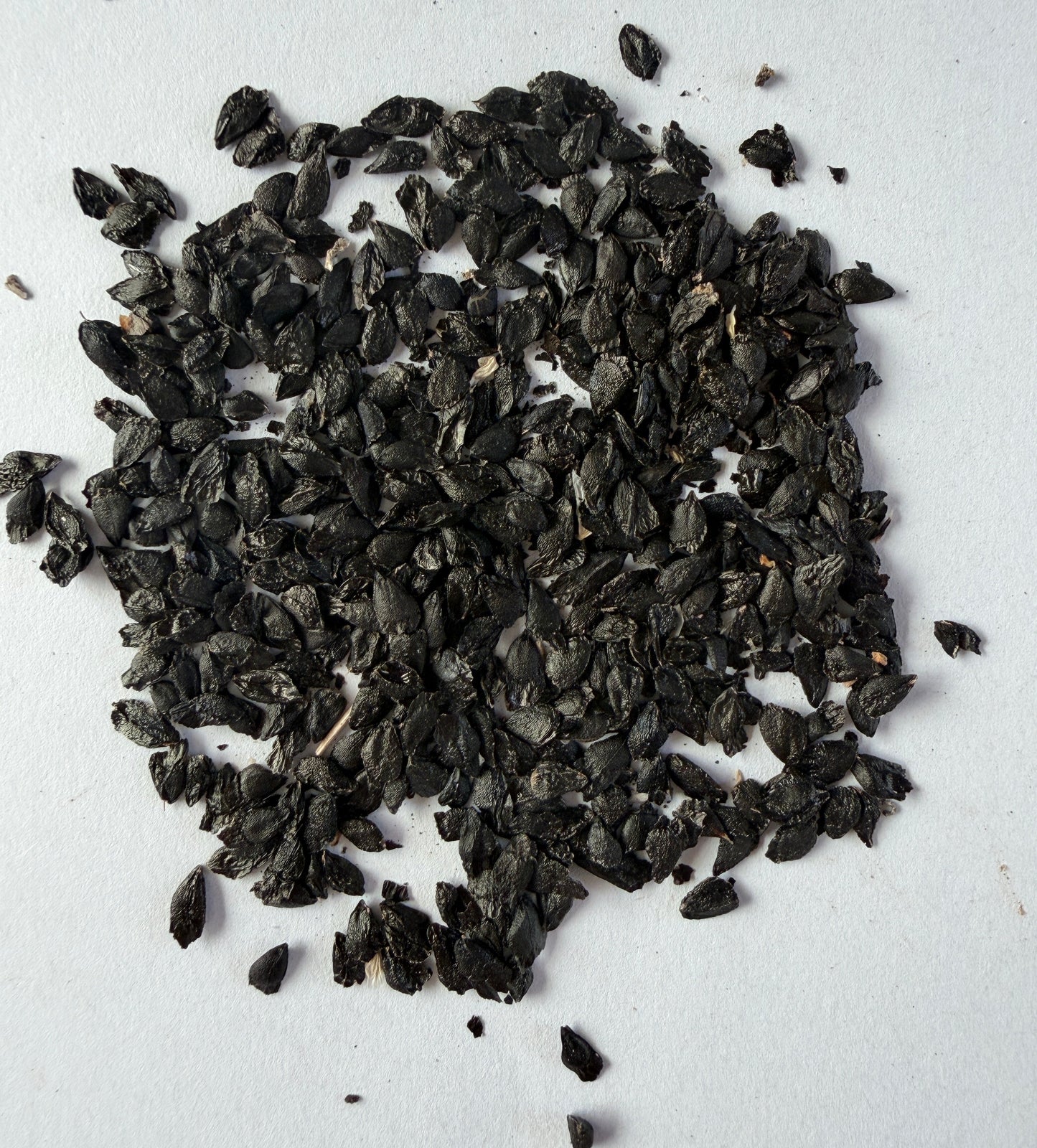 Agapanthus africanus (Blue African Lily) - 1,000 Seeds - Wholesale Bulk