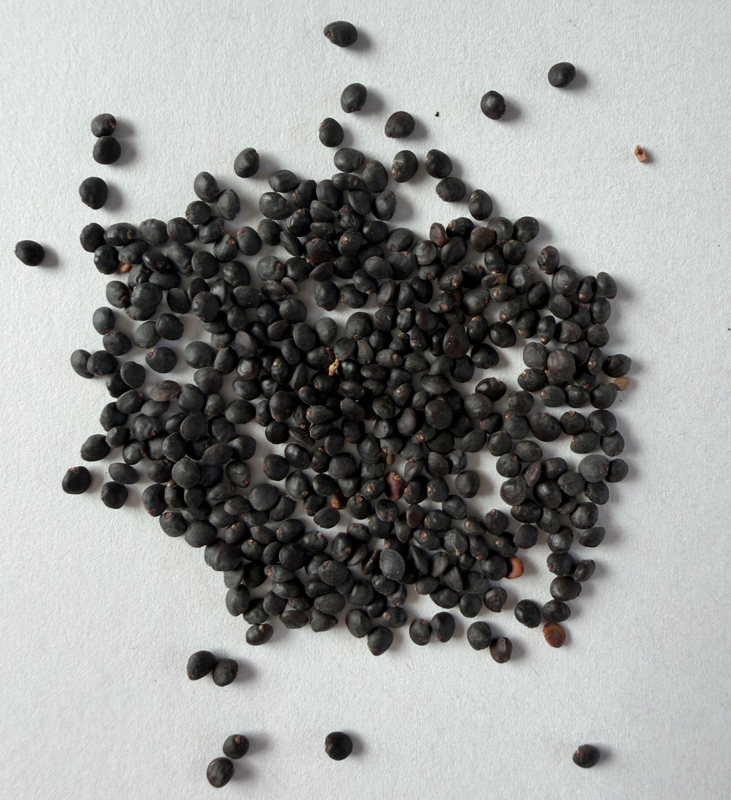 Dodonaea viscosa ‘Purpurea’ (Purple Hop Bush) - 1,000 Seeds - Wholesale Bulk