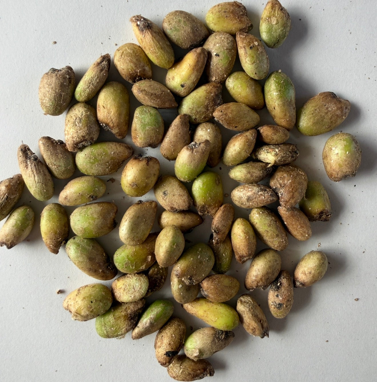 Monstera deliciosa – Split Leaf Philodendron - fresh - 1,000 Seeds  - Wholesale Bulk