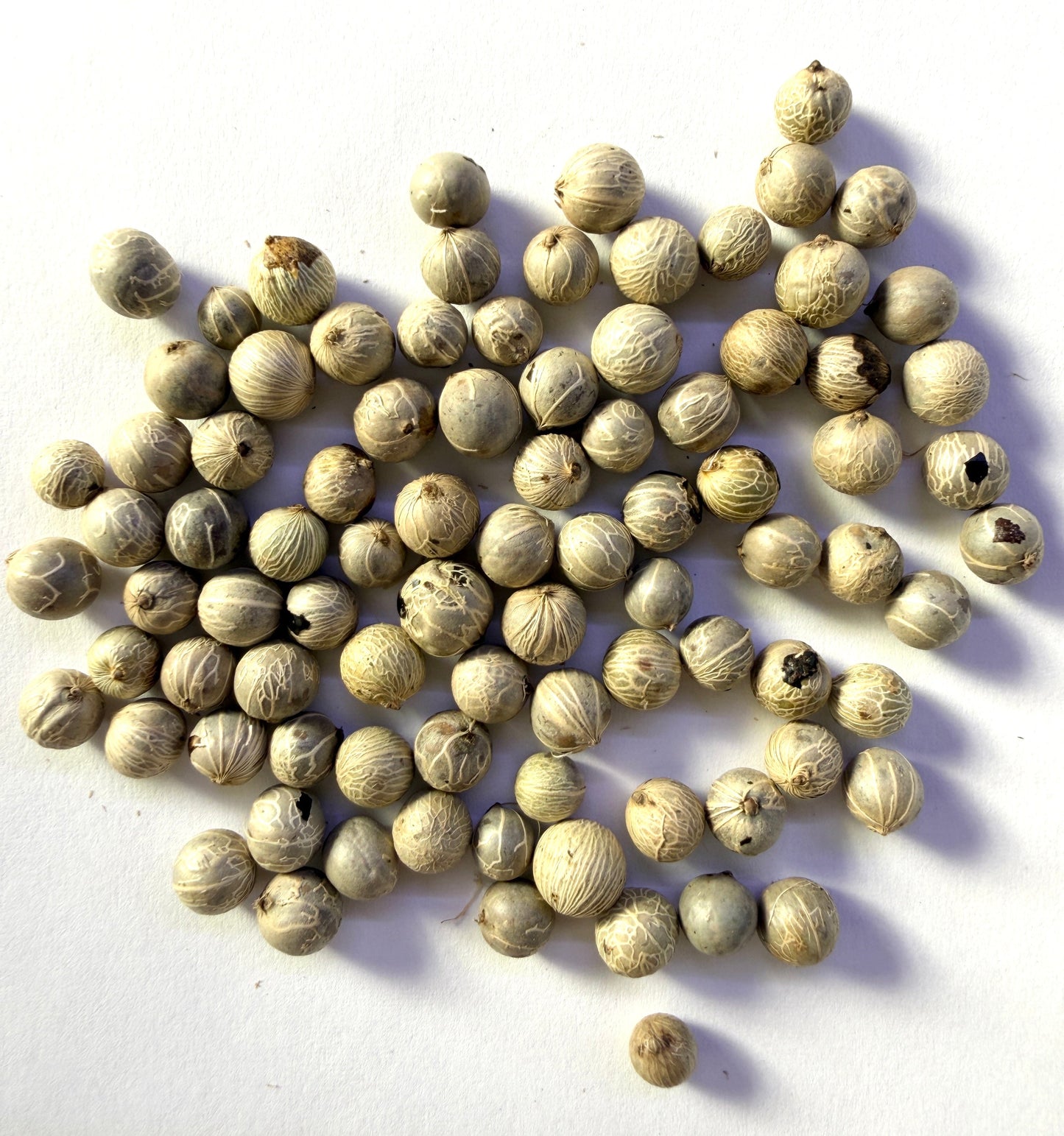 Chamaedorea elegans (Parlor Palm) - 1,000 Seeds - Wholesale Bulk