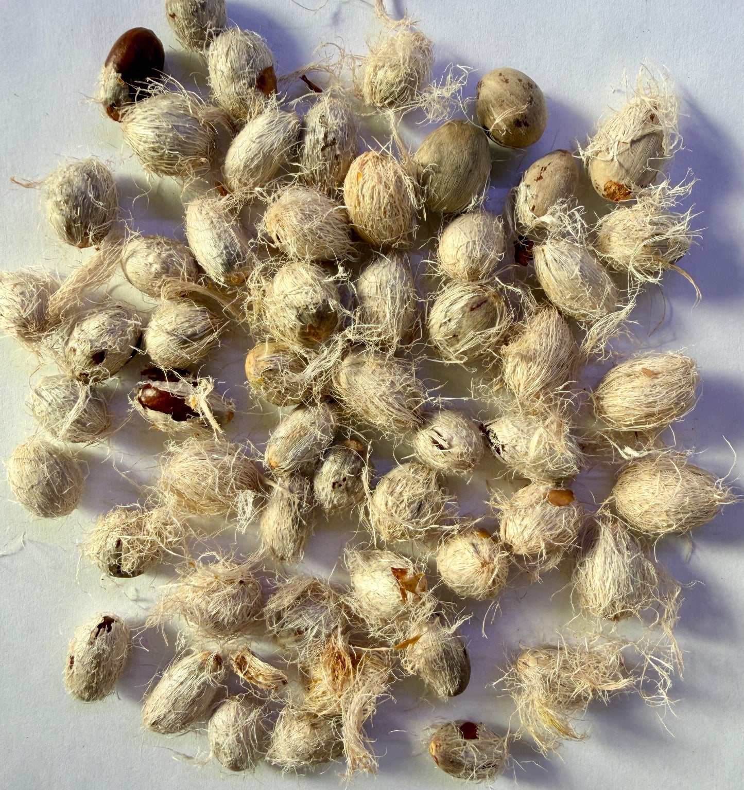 Chamaerops humilis (Mediterranean Fan Palm, European Fan Palm) - 1,000 Seeds - Wholesale Bulk