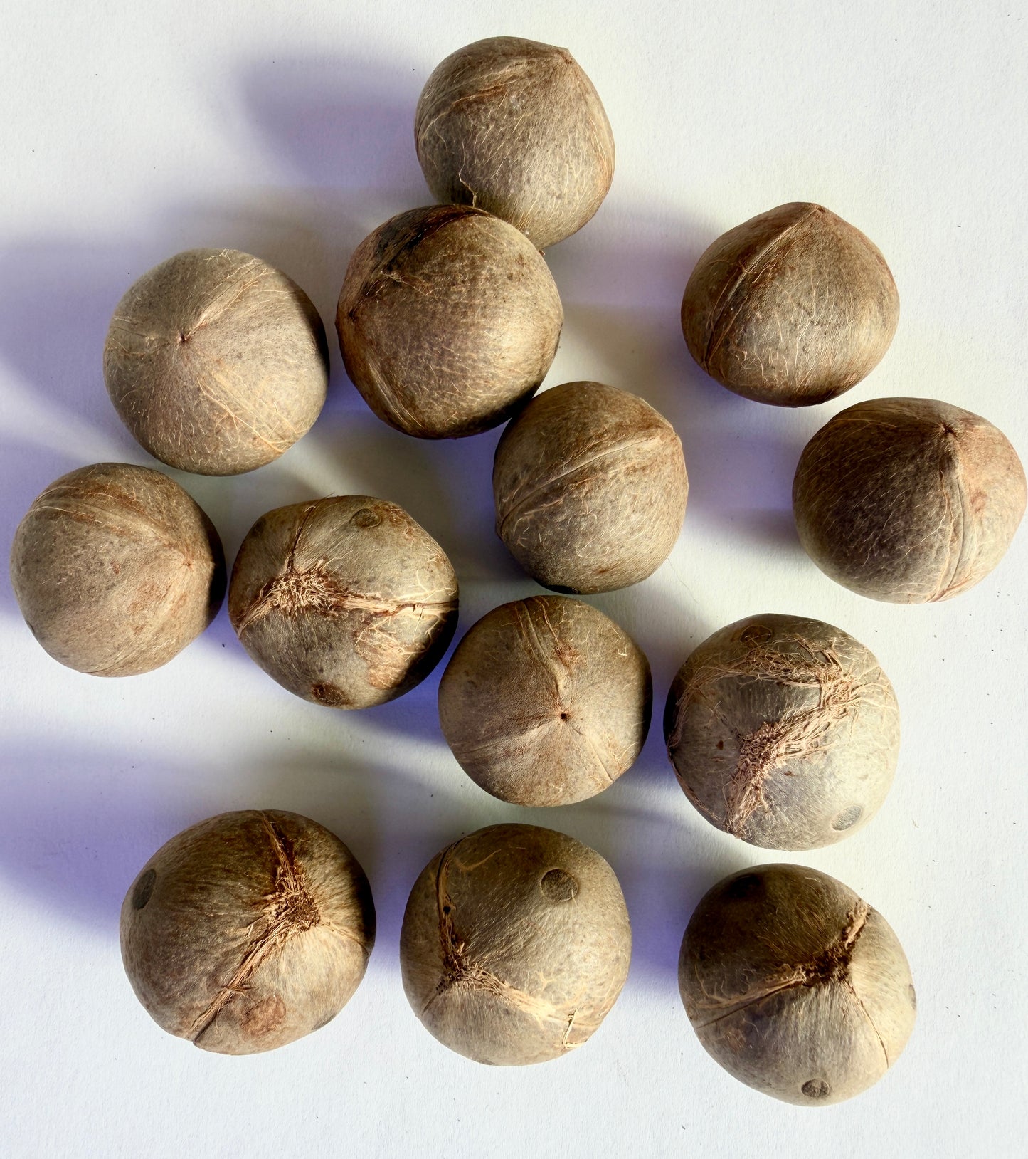 Jubaea chilensis (Chilean Wine Palm) - 100 Seeds - Wholesale Bulk