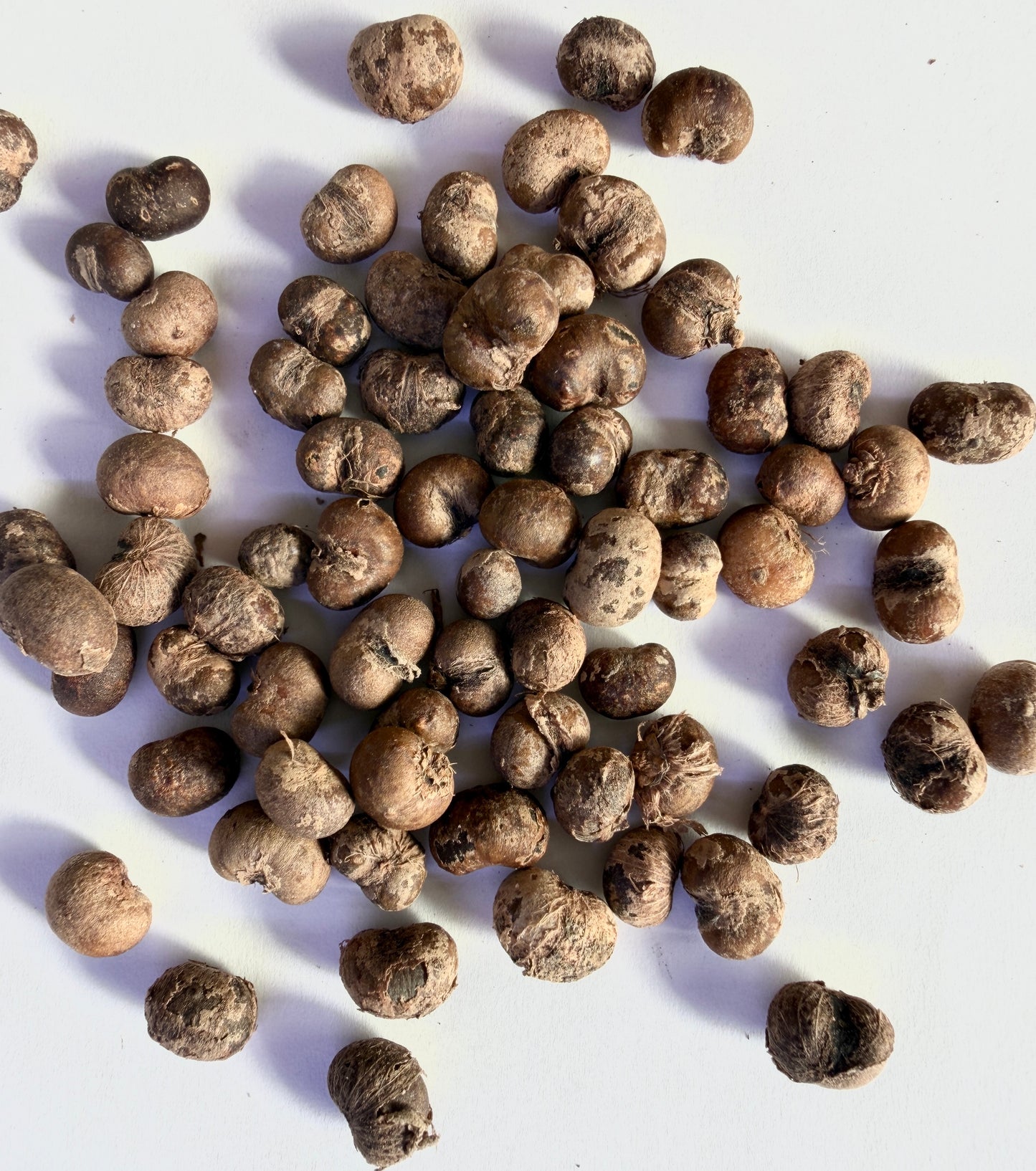 Trachycarpus fortunei (Windmill Palm) - 1,000 Seeds - Wholesale Bulk