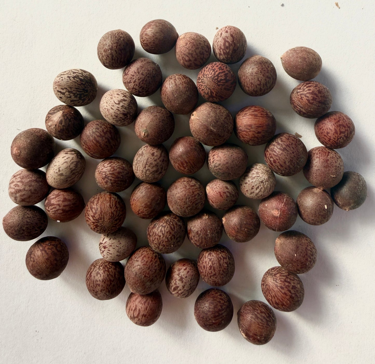Laurus nobilis (Bay Laurel) - 1,000 Seeds - Wholesale Bulk