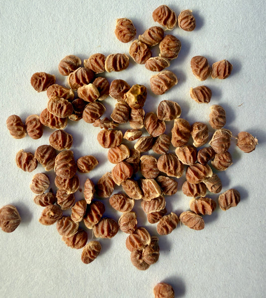 Rhus lancea (African Sumac) - 1,000 Seeds - Wholesale Bulk