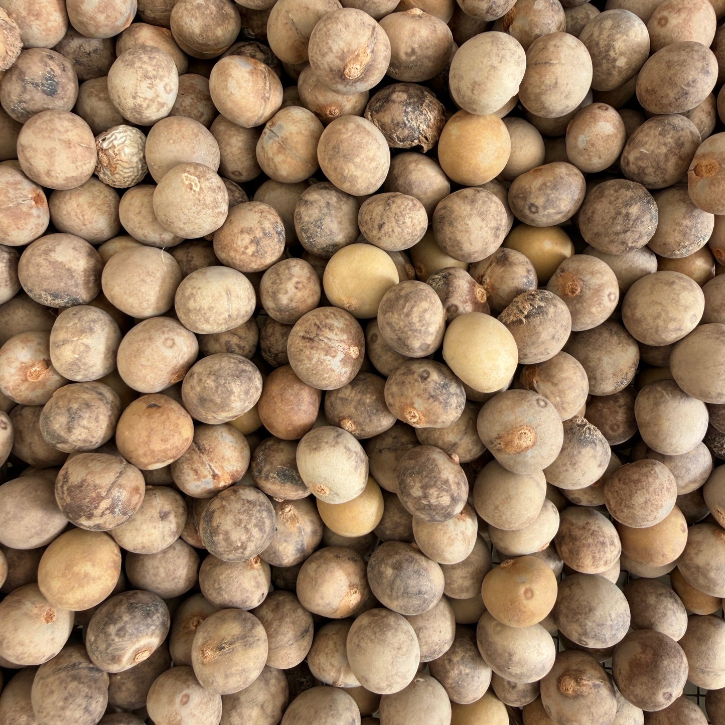 Brahea edulis (Guadalupe Palm) - 1,000 Seeds - Wholesale Bulk