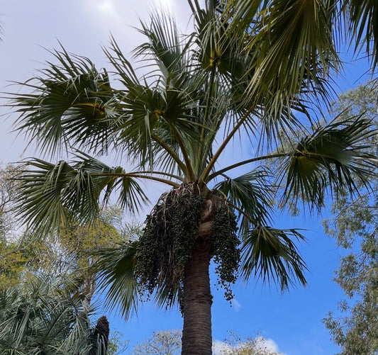 Brahea edulis (Guadalupe Palm) - 1,000 Seeds - Wholesale Bulk