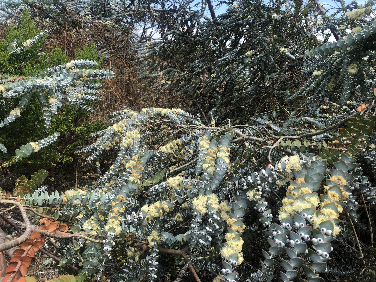 Eucalyptus pulverulenta (Baby Blue Eucalyptus) - 1,000 Seeds - Wholesale Bulk - Grown in Elfin Forest, California