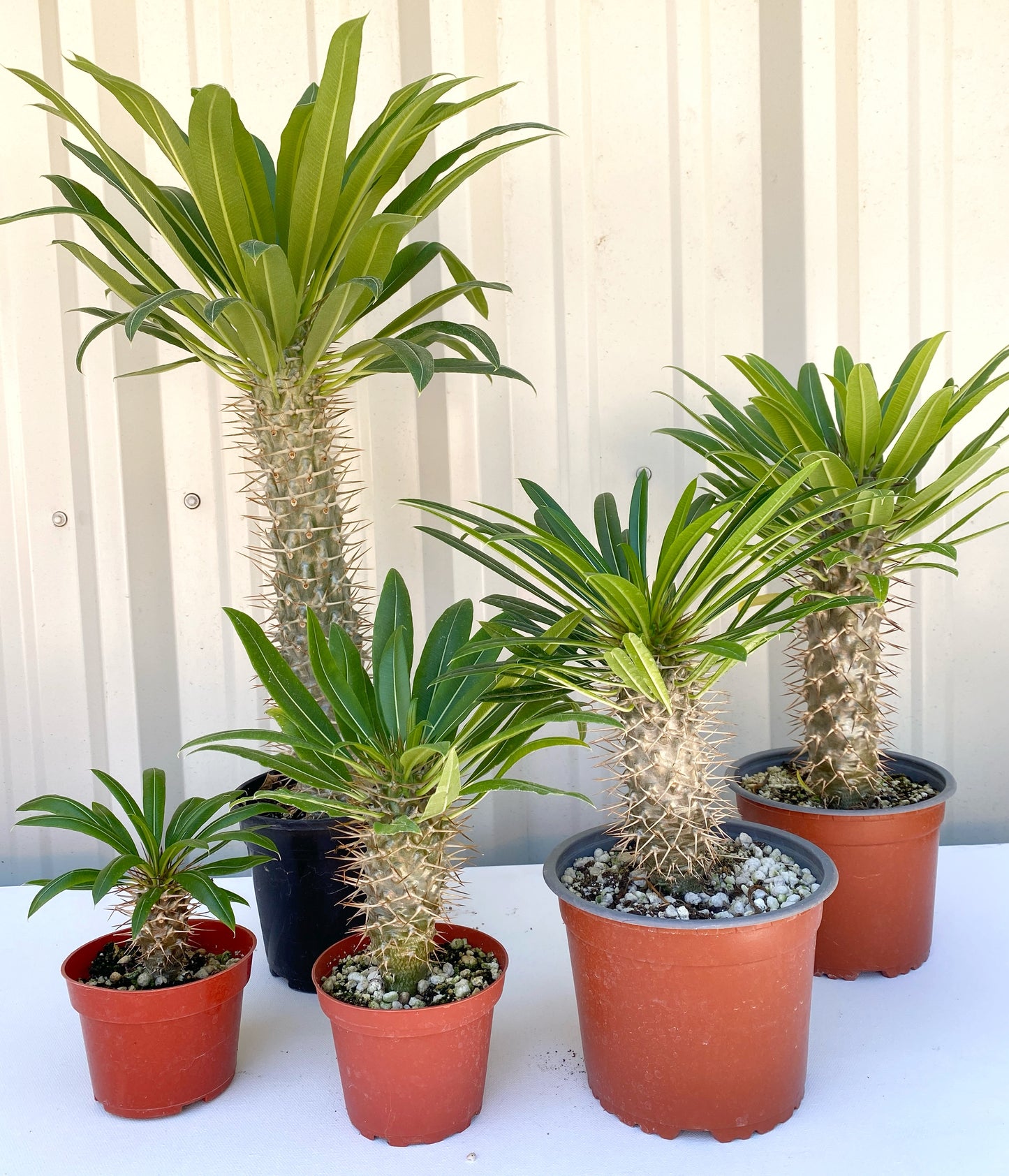 Pachypodium ramosum – Rare Dwarf Madagascar Palm | Caudiciform Succulent Grown in Elfin Forest, California