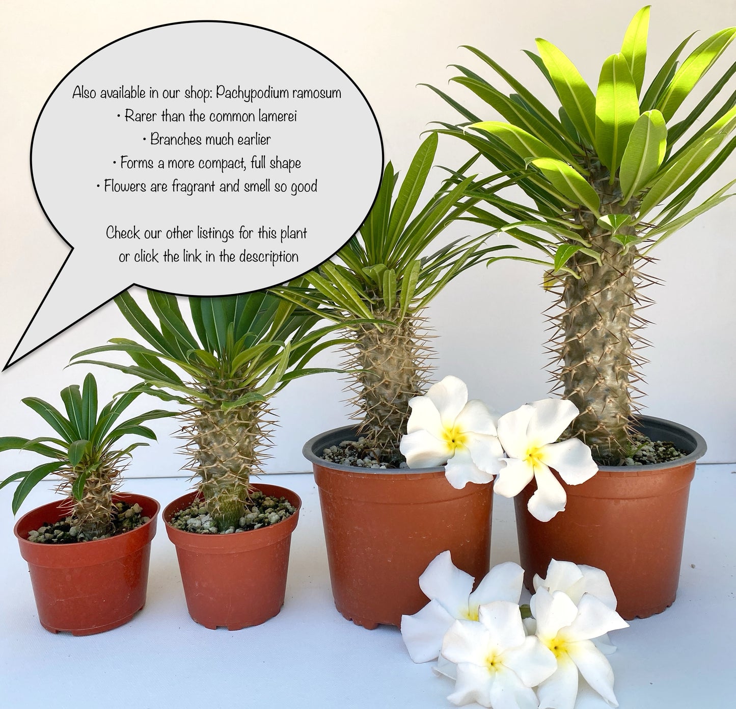 Pachypodium lamerei - Madagascar Palm - Exotic Succulent Grown in Elfin Forest, California