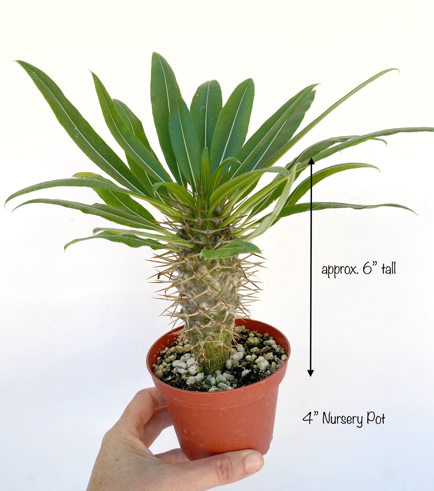 Pachypodium ramosum – Rare Dwarf Madagascar Palm | Caudiciform Succulent Grown in Elfin Forest, California