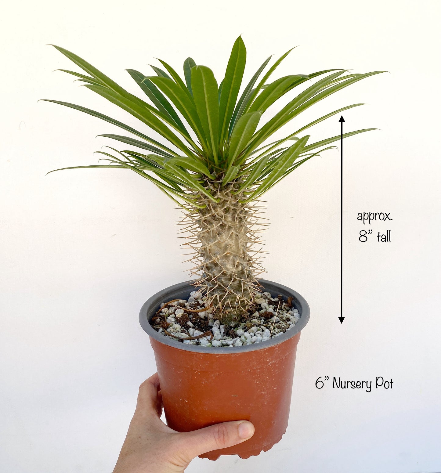 Pachypodium ramosum – Rare Dwarf Madagascar Palm | Caudiciform Succulent Grown in Elfin Forest, California