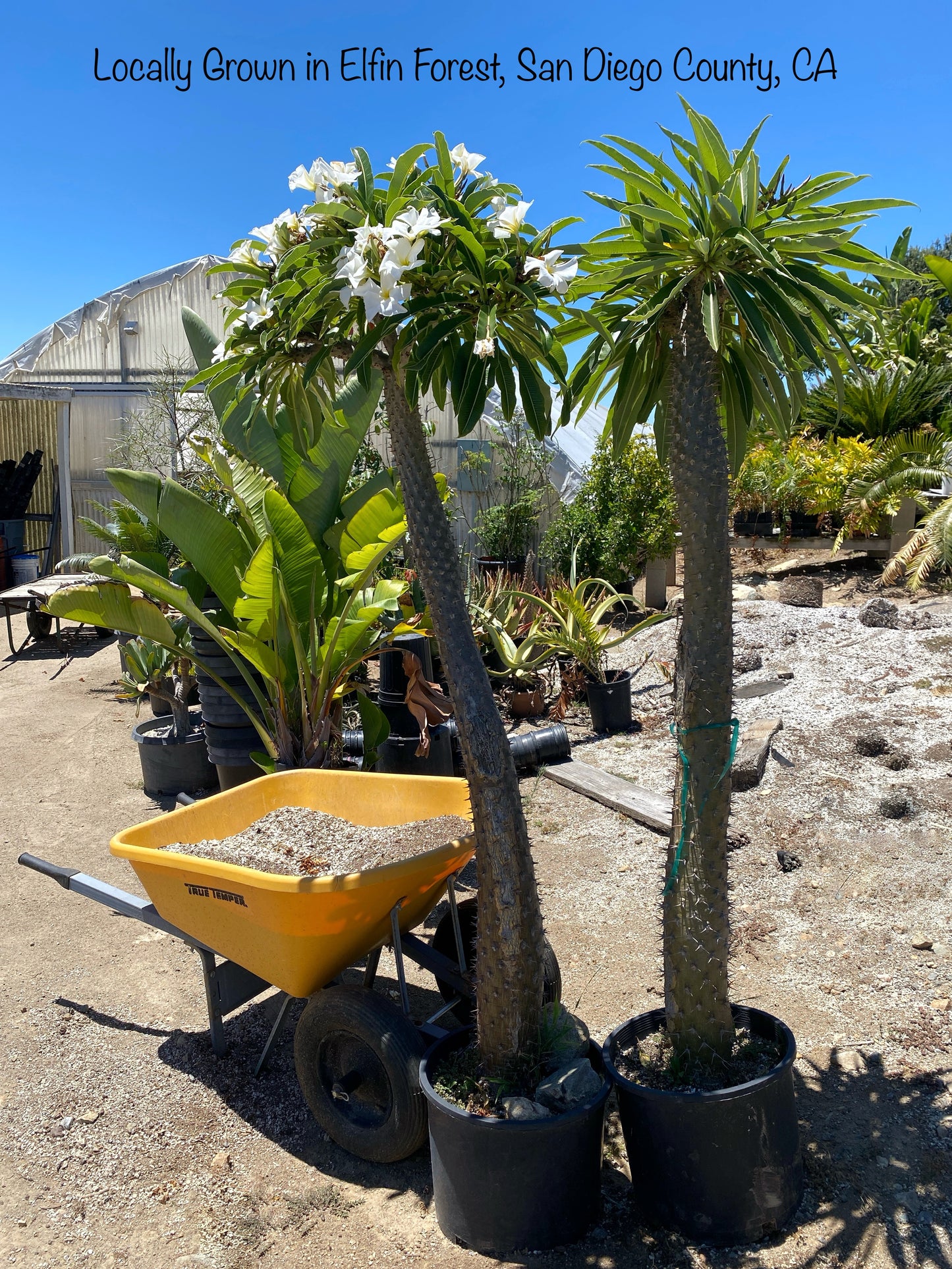 Mini Madagascar Palm – Live Plant in Eco Concrete-Look Planter with Bamboo Tray – Perfect Gift