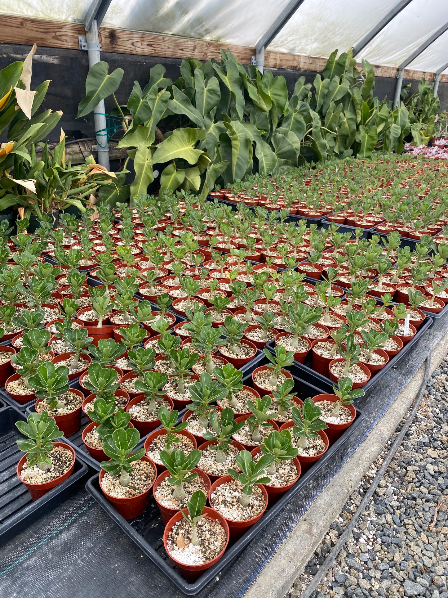 Adenium obesum Picotee – Desert Rose (Red & White Bicolor) – Grown in Elfin Forest, California