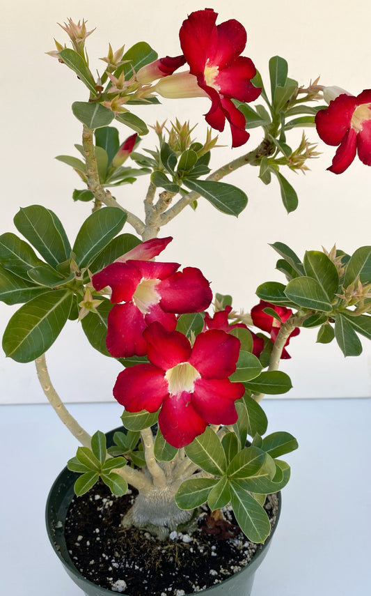 Adenium obesum – Red Desert Rose | Caudiciform Succulent Grown in Elfin Forest, California