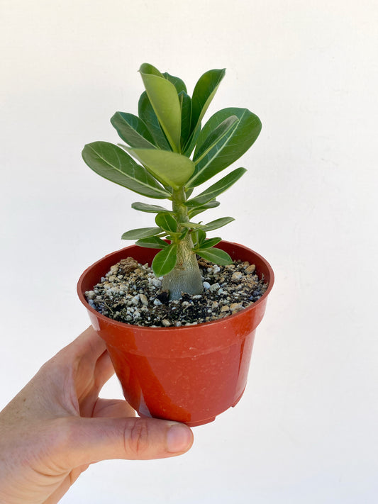 Adenium obesum – Red Desert Rose | Caudiciform Succulent Grown in Elfin Forest, California