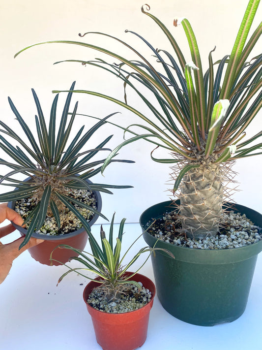 Pachypodium geayi – Silver Madagascar Palm - Exotic Succulent Grown in Elfin Forest, California