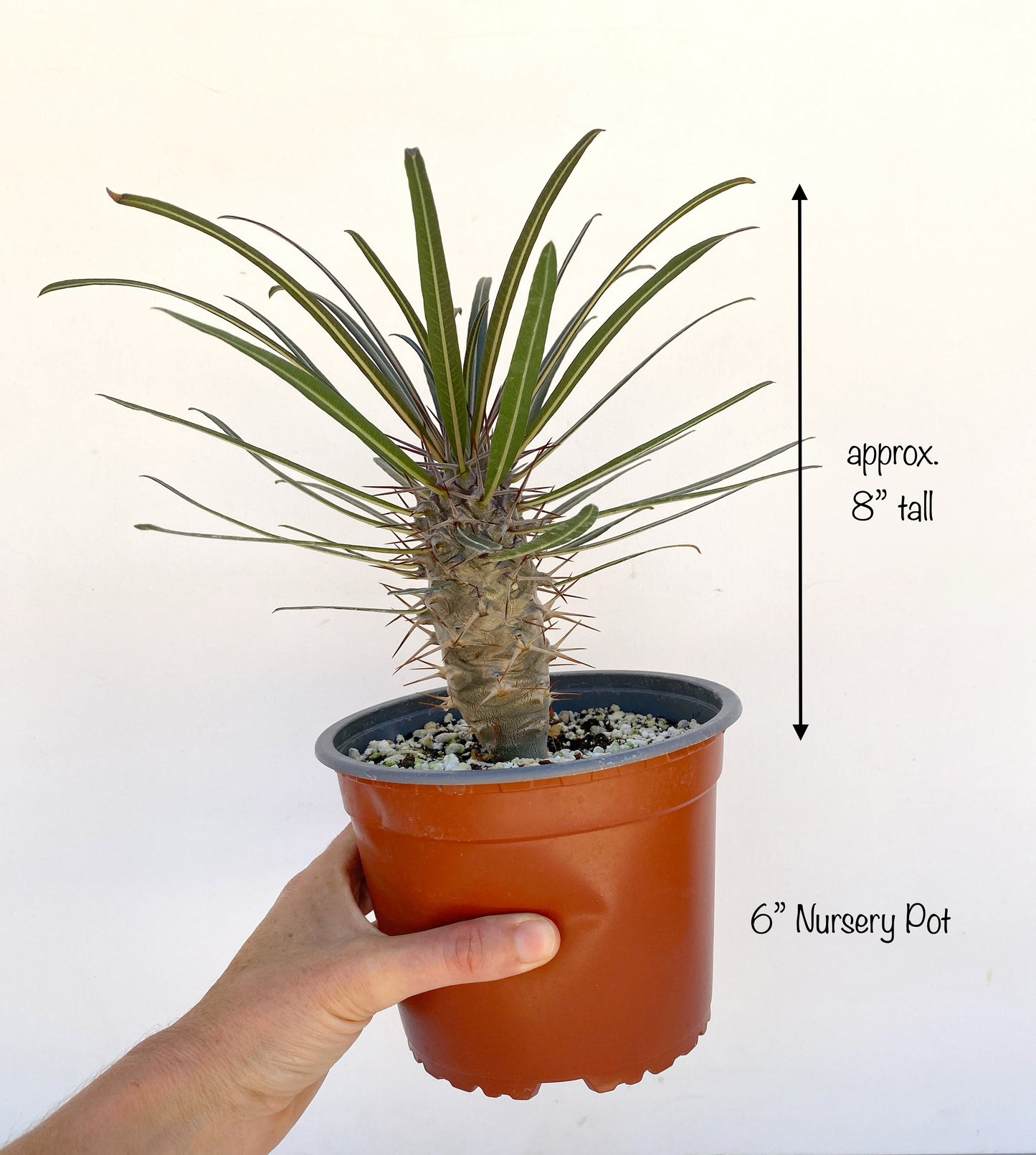 Pachypodium geayi – Silver Madagascar Palm - Exotic Succulent Grown in Elfin Forest, California