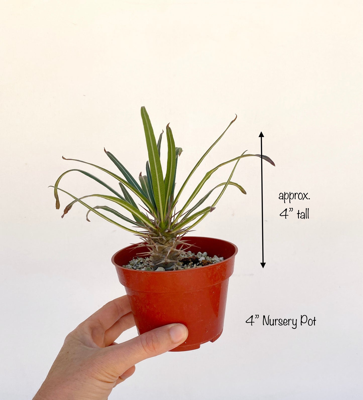 Pachypodium geayi – Silver Madagascar Palm - Exotic Succulent Grown in Elfin Forest, California