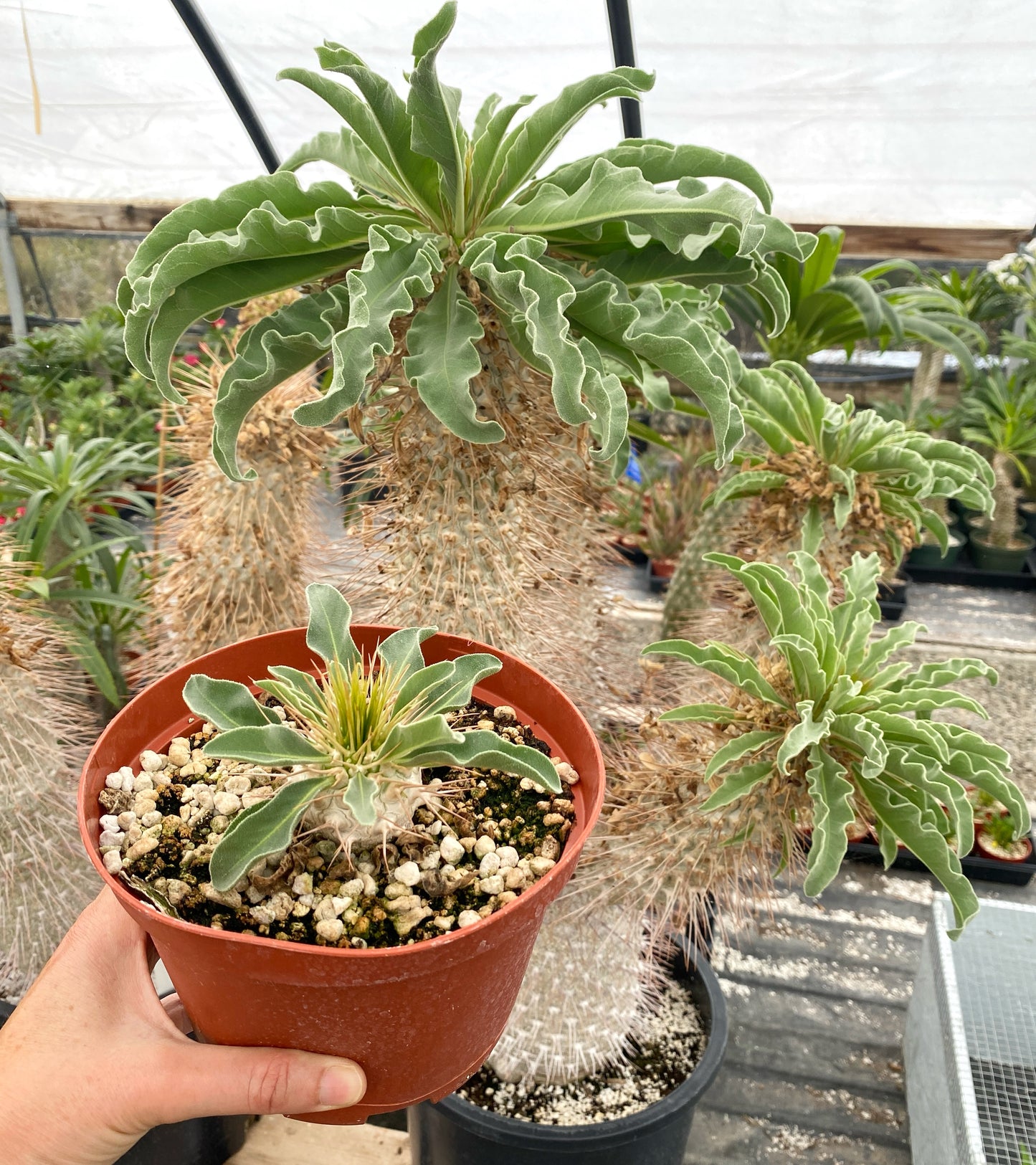 Pachypodium namaquanum – Elephant’s Trunk (Halfmens), Caudiciform Succulent Tree, Grown in Elfin Forest, California