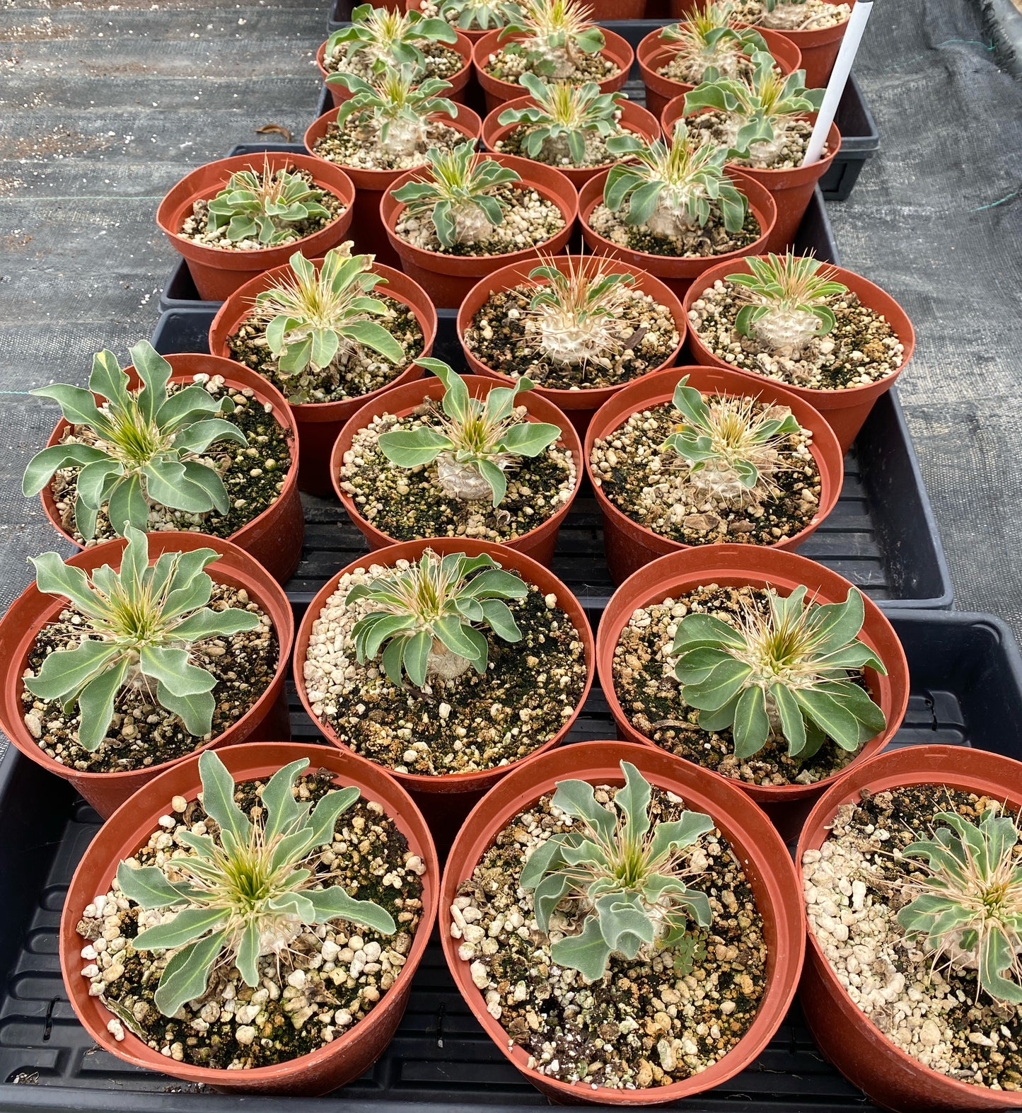 Pachypodium namaquanum – Elephant’s Trunk (Halfmens), Caudiciform Succulent Tree, Grown in Elfin Forest, California