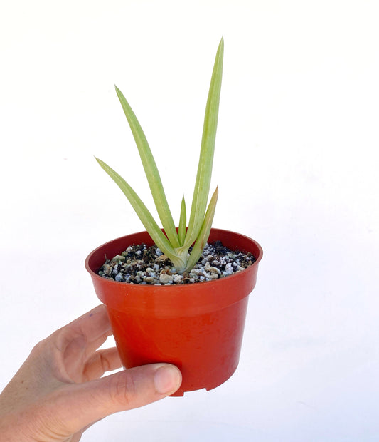 Yemen Tree Aloe (Aloe Sabaea) - Rare Tree-like Succulent Plant - Grown in Elfin Forest, California