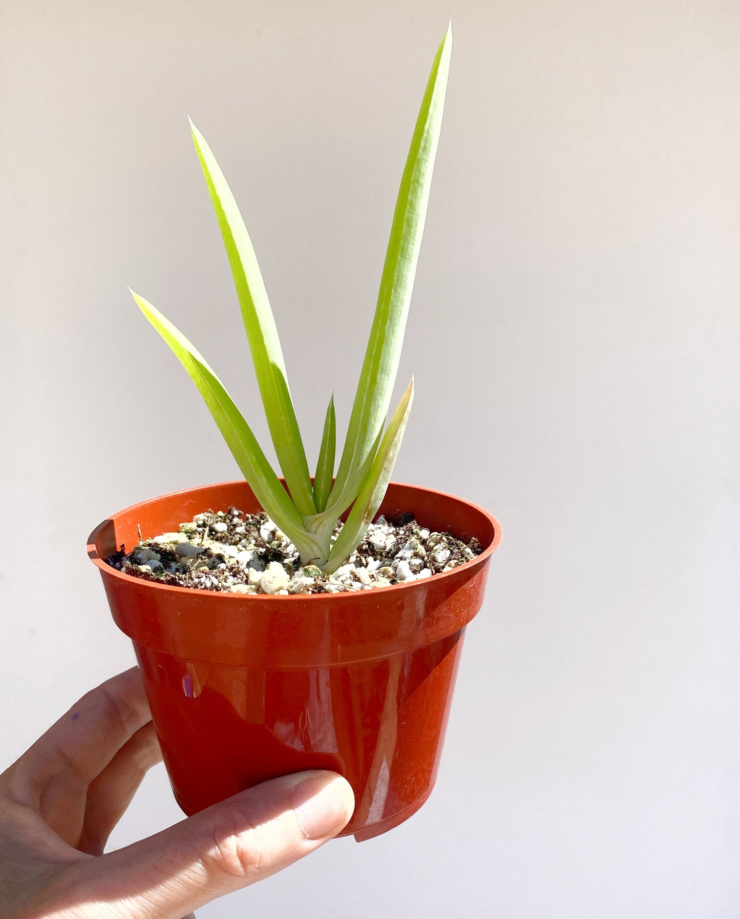 Yemen Tree Aloe (Aloe Sabaea) - Rare Tree-like Succulent Plant - Grown in Elfin Forest, California