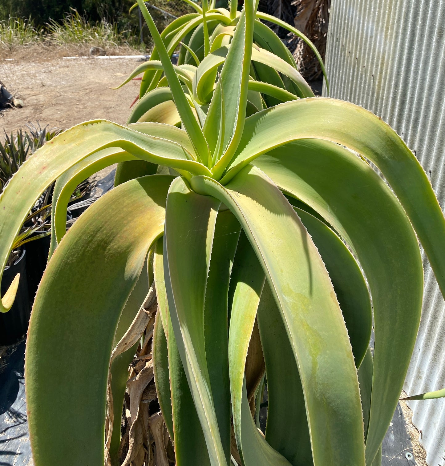 Yemen Tree Aloe (Aloe Sabaea) - Rare Tree-like Succulent Plant - Grown in Elfin Forest, California