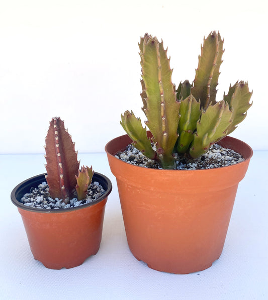 Stapelia grandiflora (Starfish Plant) - Rare Succulent - Grown in Elfin Forest, California