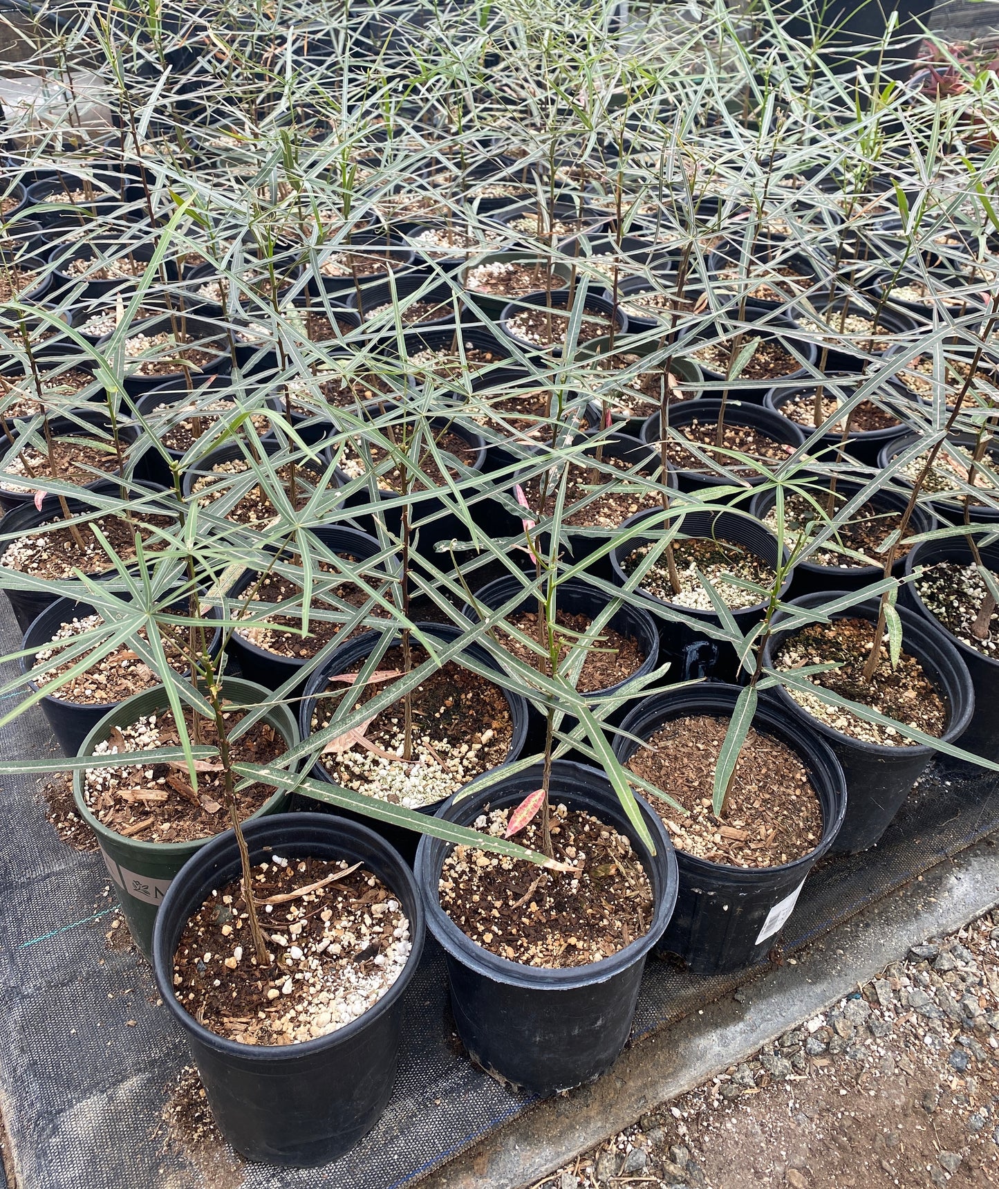 Queensland Bottle Tree (Brachychiton rupestris) – Rare Drought-Tolerant Tree – Grown in Elfin Forest, California