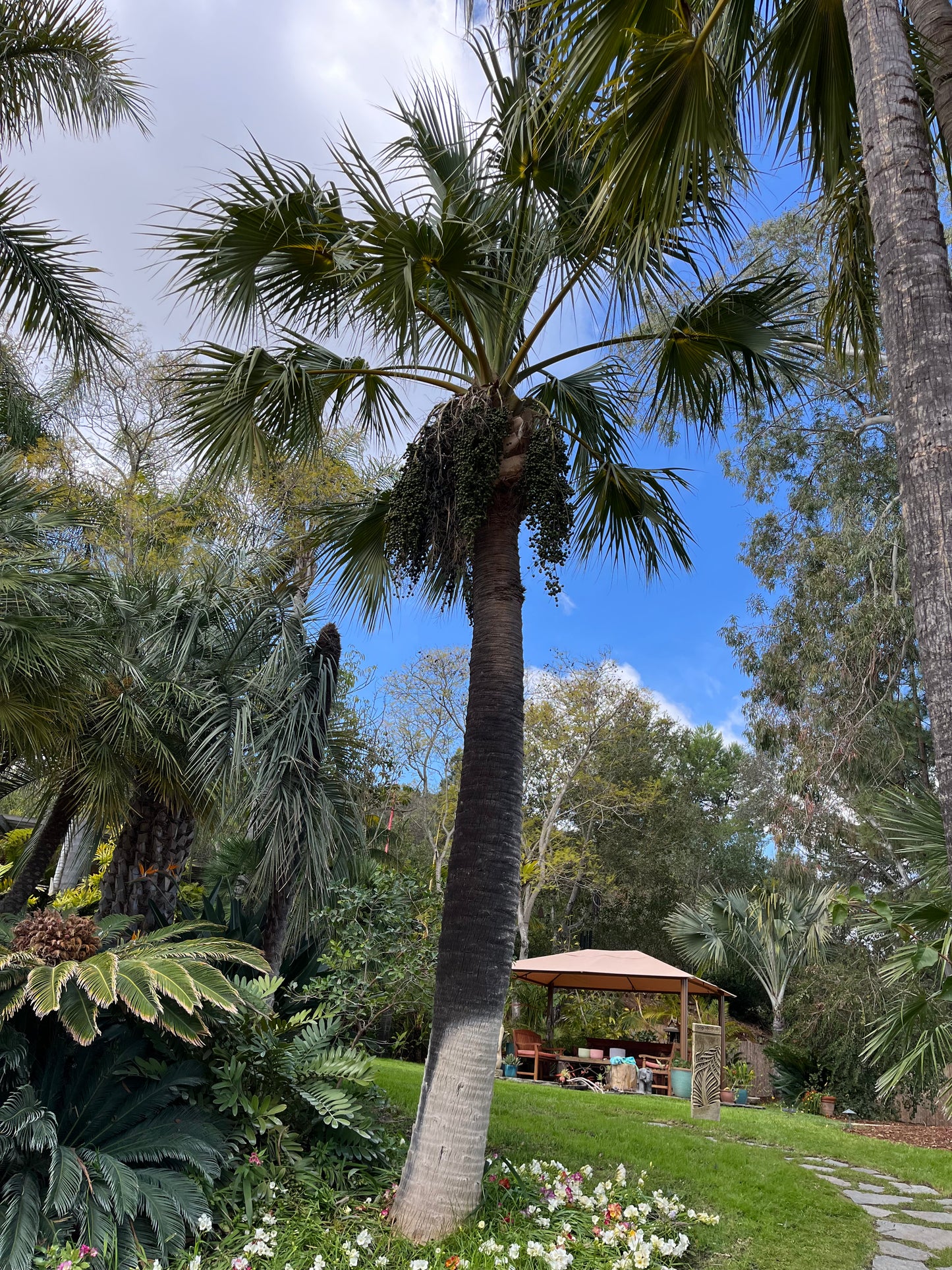 Brahea edulis (Guadalupe Palm) - 1,000 Seeds - Wholesale Bulk