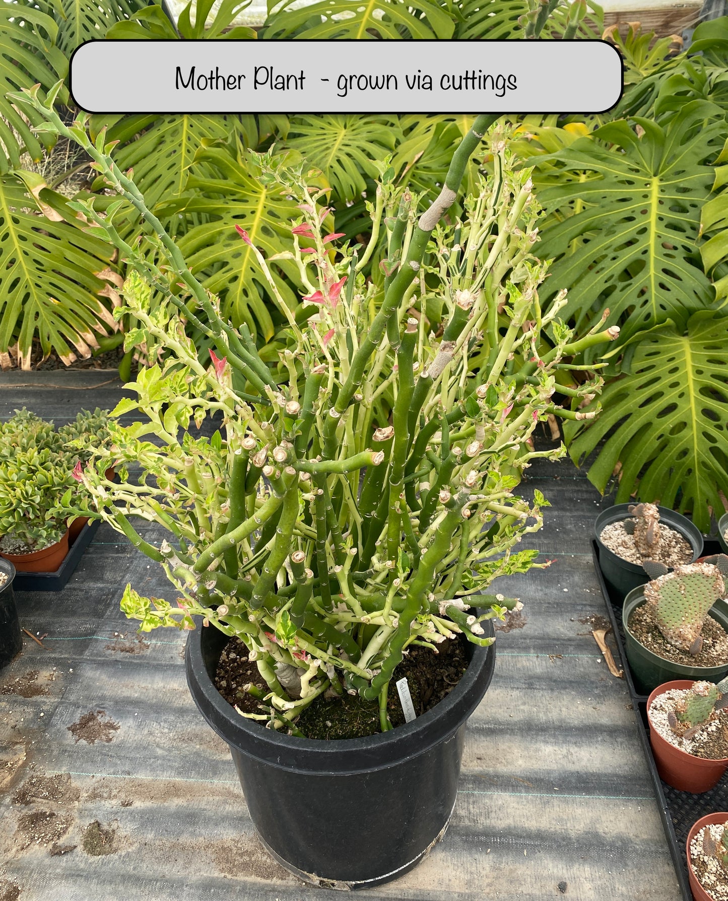 Devil’s Backbone (Variegated Form) –  Pedilanthus tithymaloides -  Grown in Elfin Forest, California