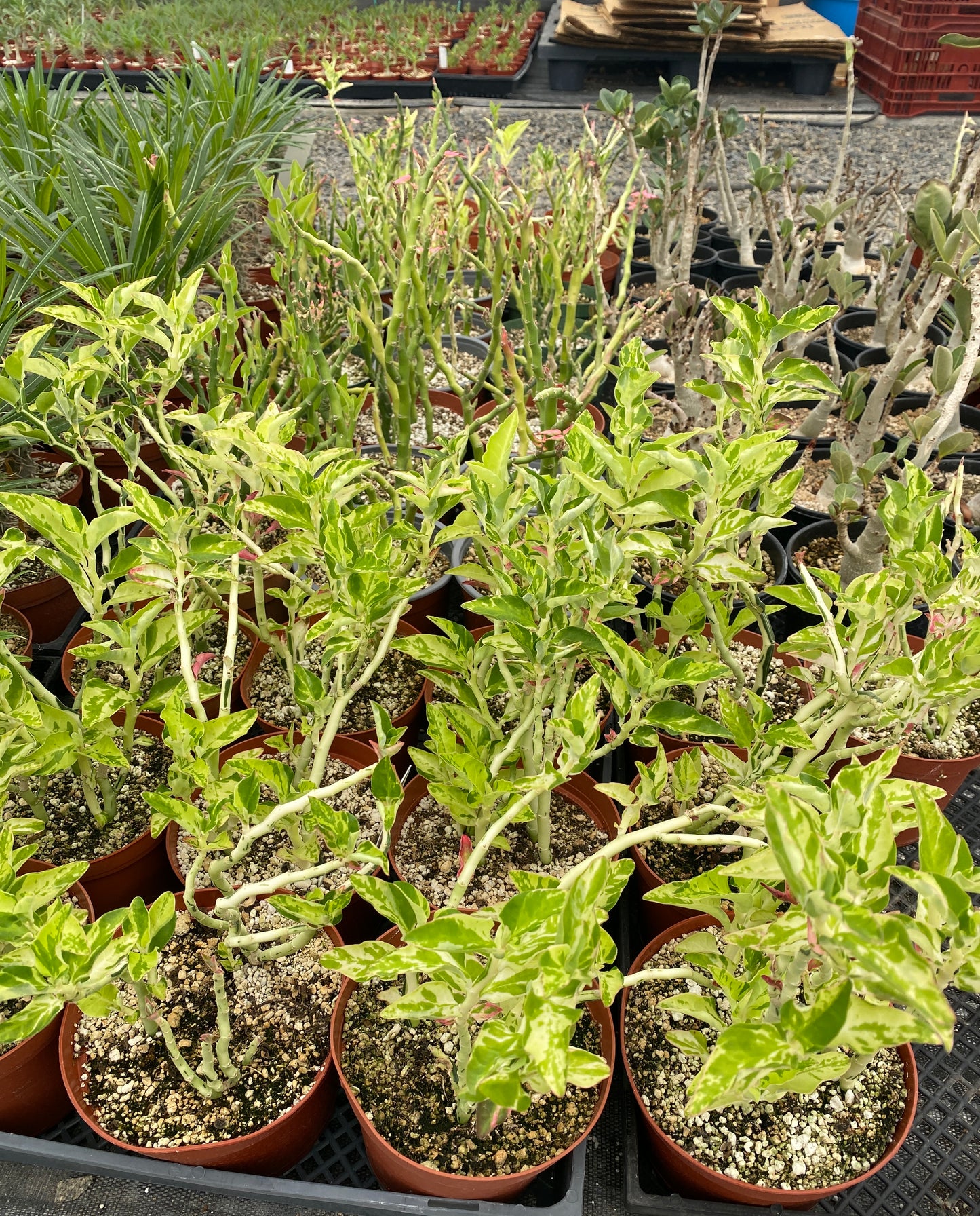 Devil’s Backbone (Variegated Form) –  Pedilanthus tithymaloides -  Grown in Elfin Forest, California