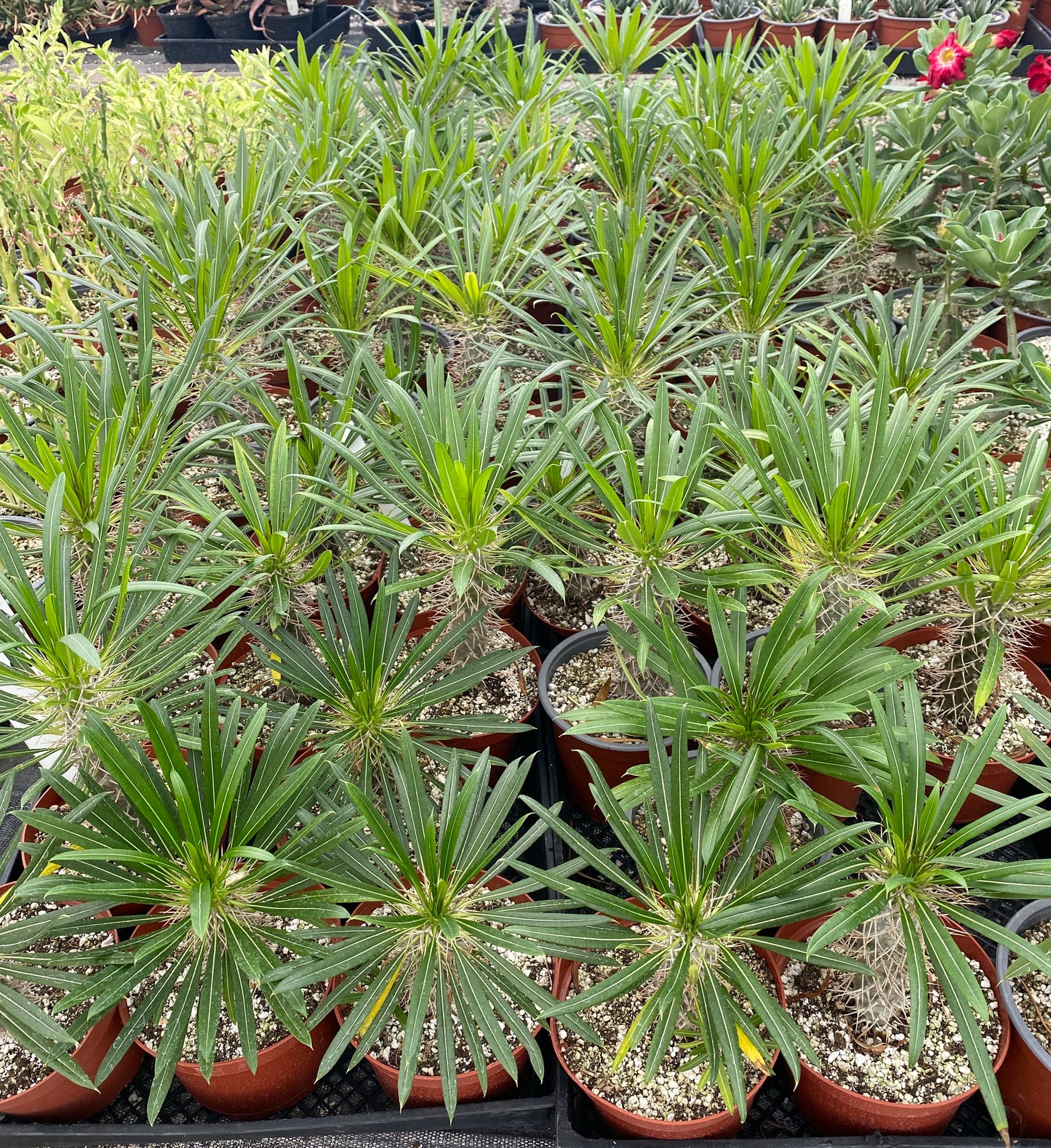 Pachypodium lamerei - Madagascar Palm - Exotic Succulent Grown in Elfin Forest, California