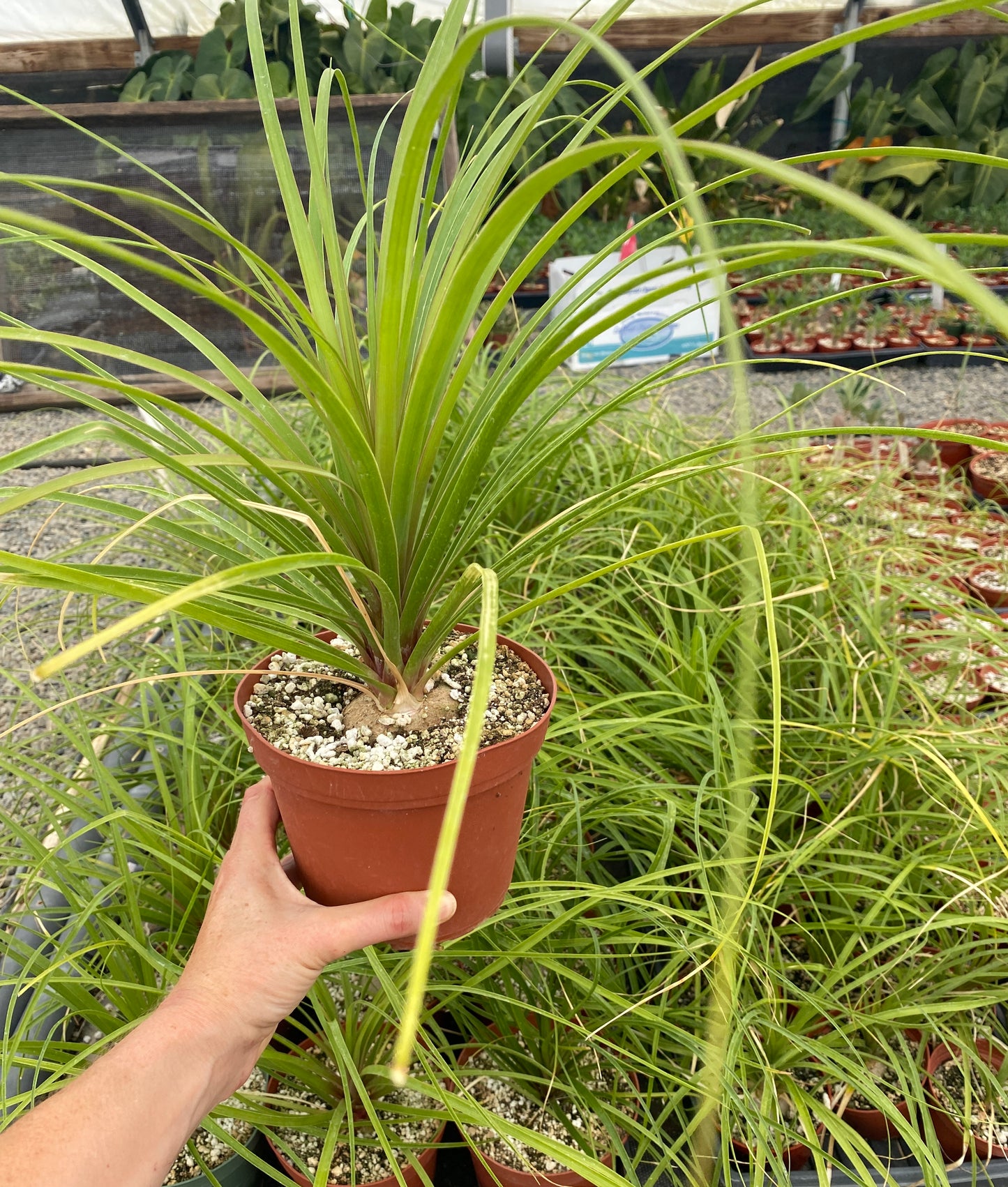 Ponytail Palm (Beaucarnea recurvata) | Elephant's Foot Tree - Grown in Elfin Forest, California
