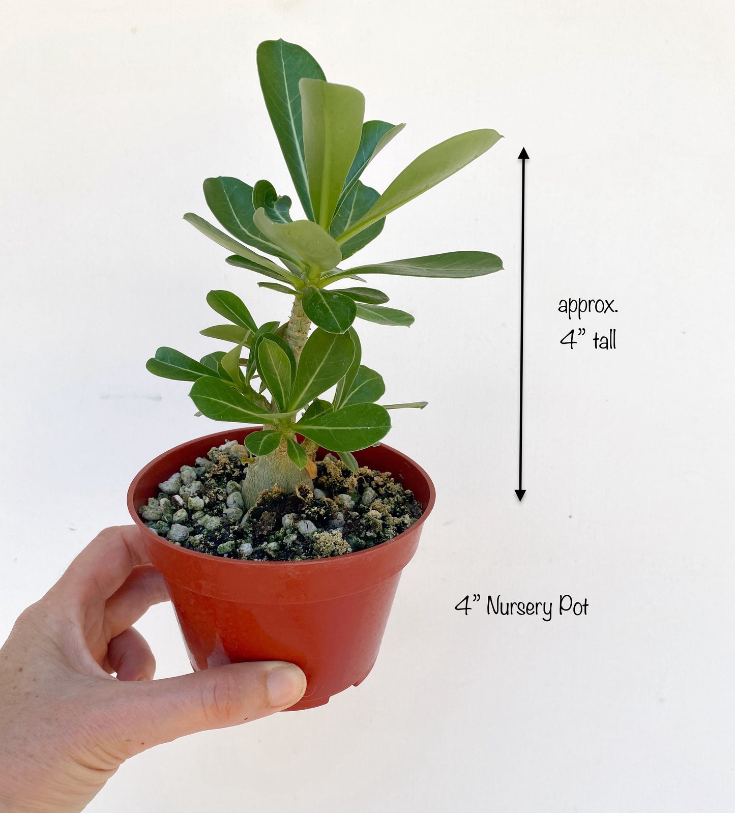 Adenium obesum Picotee – Desert Rose (Red & White Bicolor) – Grown in Elfin Forest, California