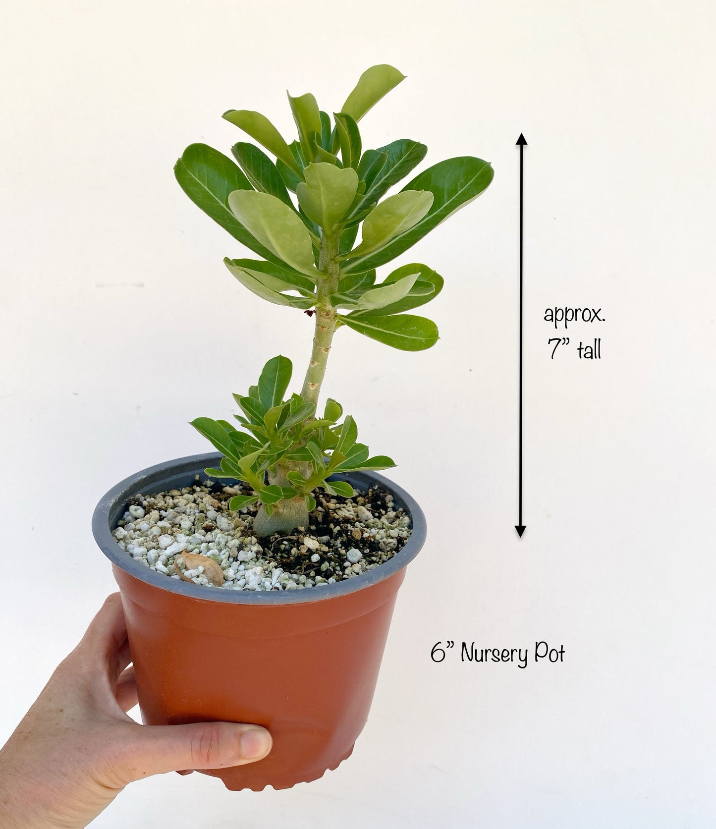 Adenium obesum Picotee – Desert Rose (Red & White Bicolor) – Grown in Elfin Forest, California