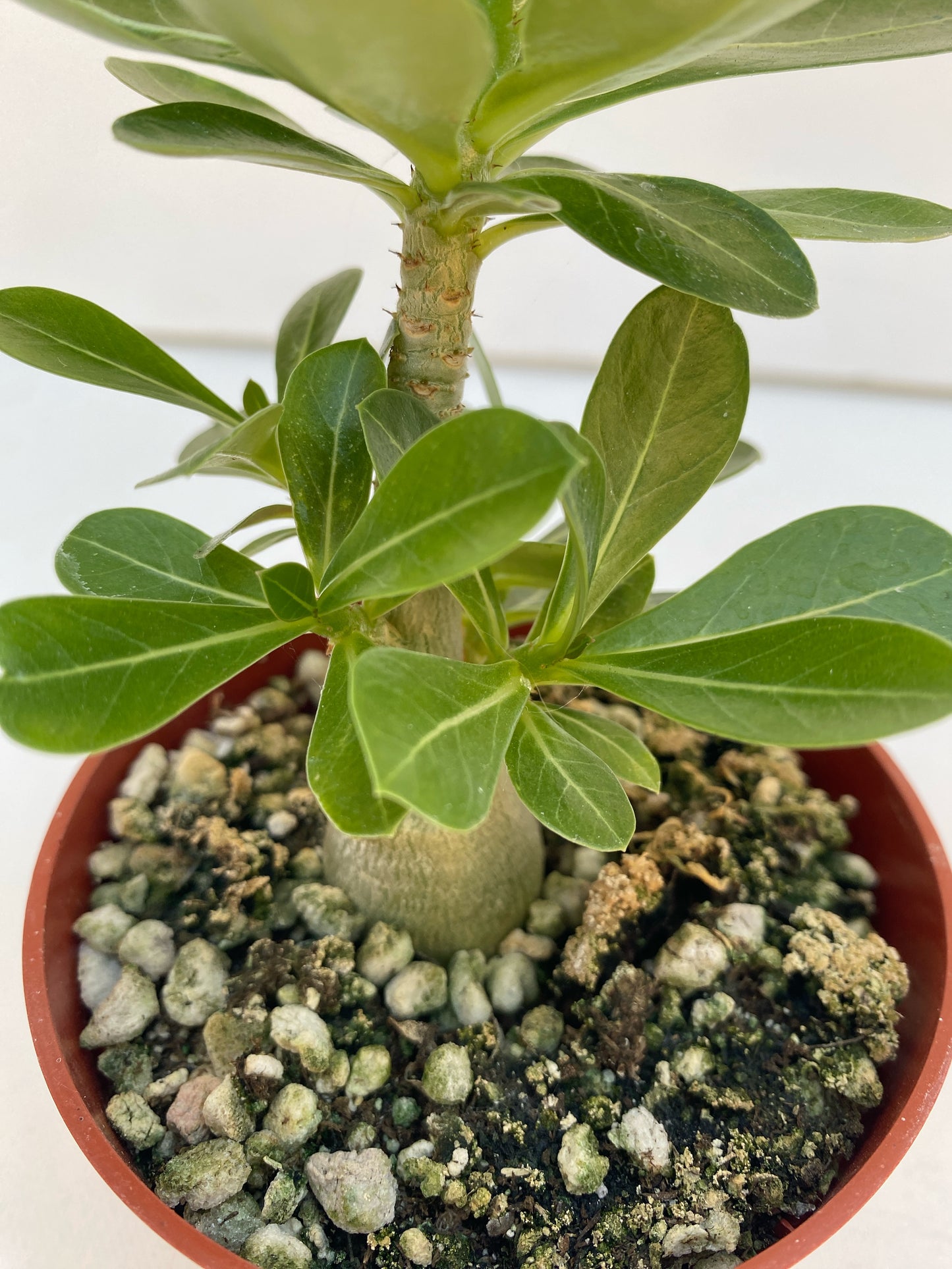 Adenium obesum Picotee – Desert Rose (Red & White Bicolor) – Grown in Elfin Forest, California