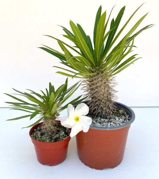 Pachypodium lamerei - Madagascar Palm - Exotic Succulent Grown in Elfin Forest, California