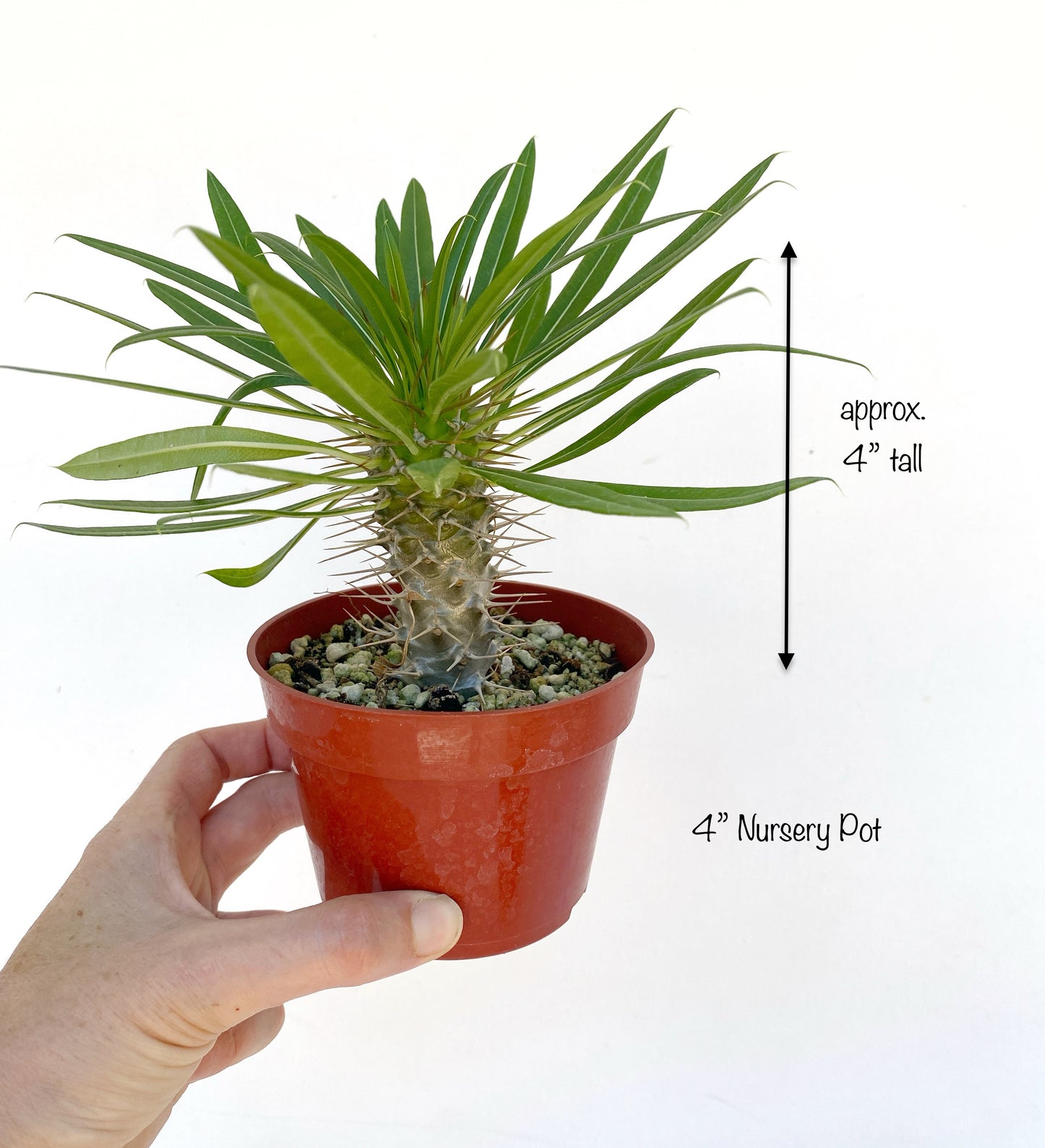 Pachypodium lamerei - Madagascar Palm - Exotic Succulent Grown in Elfin Forest, California
