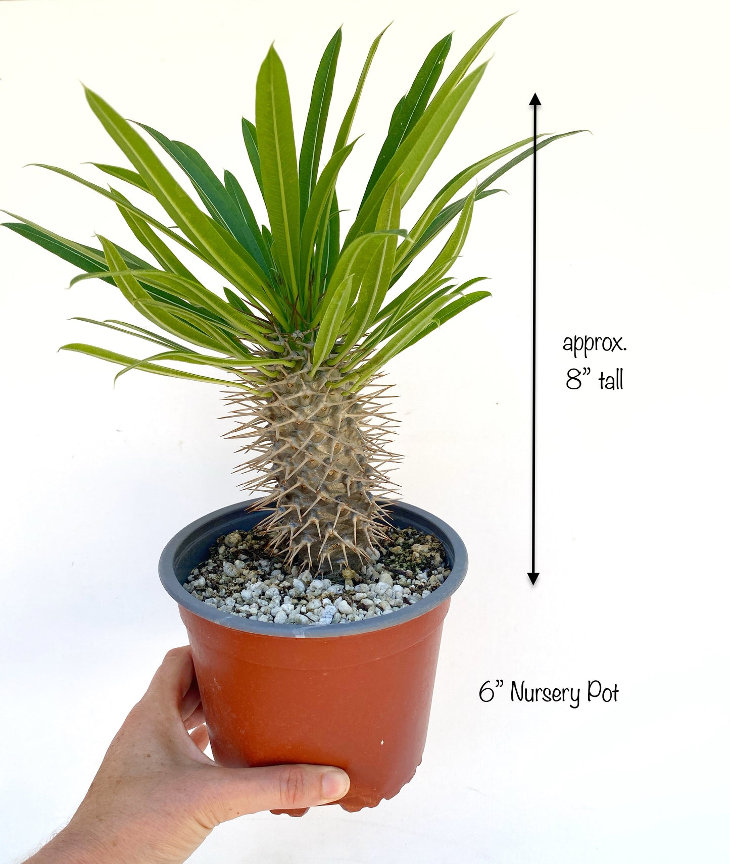 Pachypodium lamerei - Madagascar Palm - Exotic Succulent Grown in Elfin Forest, California