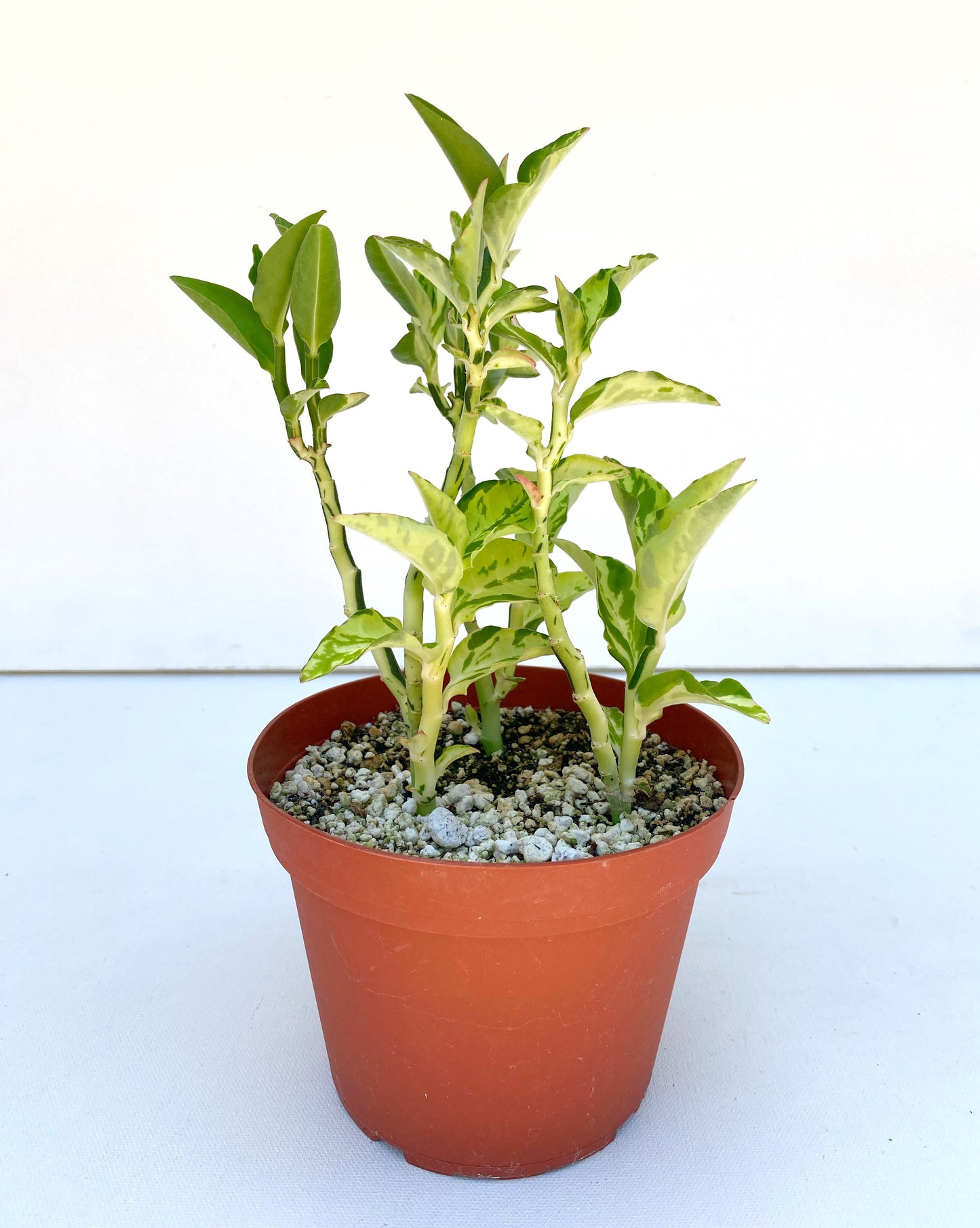 Devil’s Backbone (Variegated Form) –  Pedilanthus tithymaloides -  Grown in Elfin Forest, California